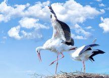 Zulema Varela, Ana Fernández, Iria González e Sergio Vila: “PlasticStork, un proxecto sobre cegoñas e plásticos”